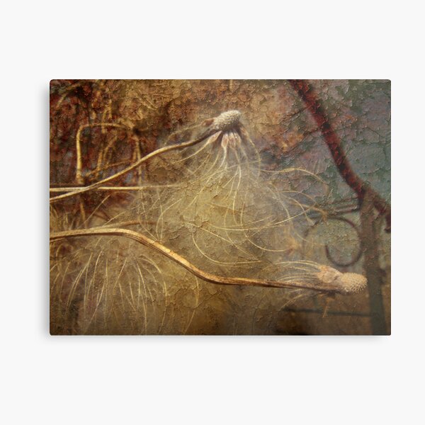 Fleeting Metal Print