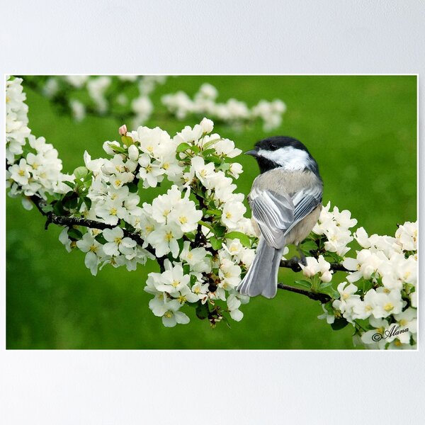 Item preview, Chickadee on Apple Blossom designed and sold by Alanafinephoto.