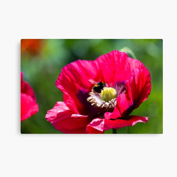 Pollen collecting Canvas Print