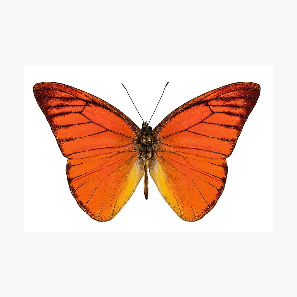 50 pcs wholesale umounted butterfly Pieridae Appias nero hainanensis ORANGE A1 