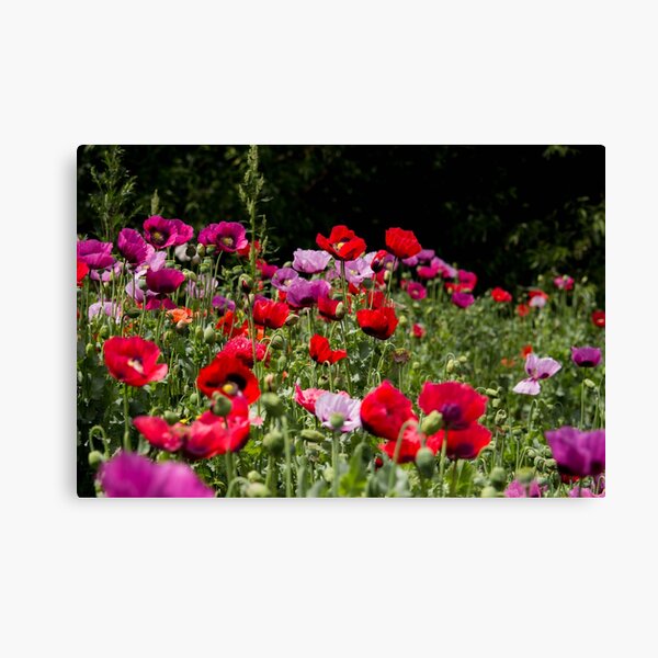 Wild Poppies Canvas Print