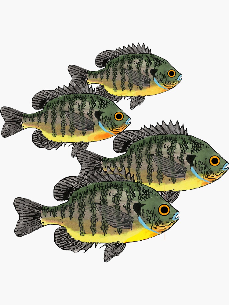 Imagen 3 de 3, Pegatina con la obra Bluegill Sunfish School, diseñada y vendida por fishfolkart.