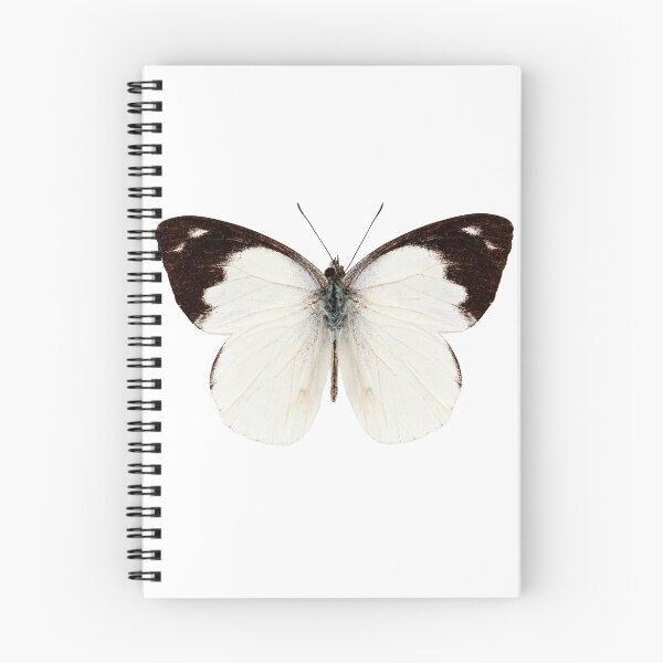 Item preview, White butterfly species Apias indra indra designed and sold by paulrommer.