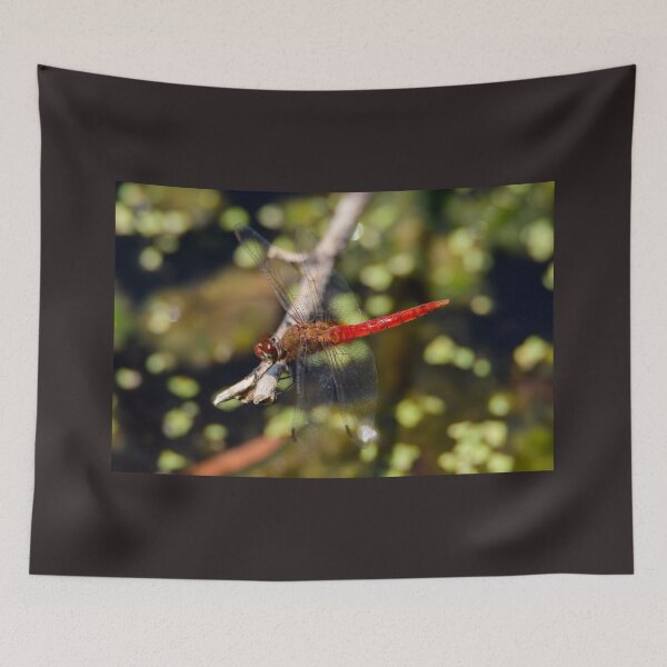 Item preview, Red-Tailed Pennant Dragonfly designed and sold by Debra Martz.