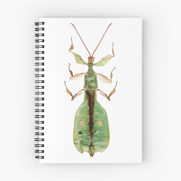 Item preview, Leaf insect species Phyllium bioculatum male designed and sold by paulrommer.