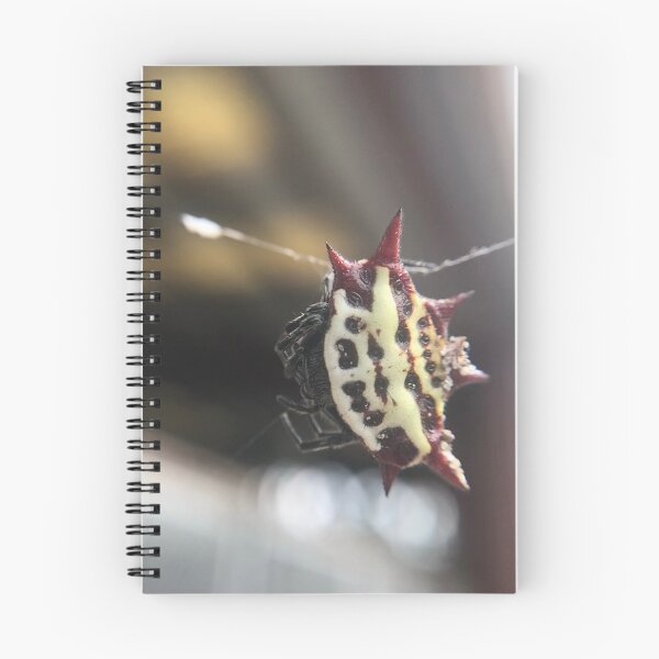 Item preview, Spiny Orb Weaver designed and sold by Liam  Philipson.