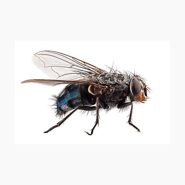 Item preview, Blue bottle fly species calliphora vomitoria isolated on white background designed and sold by paulrommer.