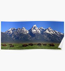 Bison Herd Panorama Poster