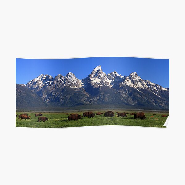 Bison Herd Panorama Poster