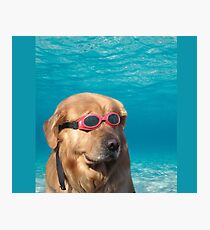 Lámina fotográfica perro nadador