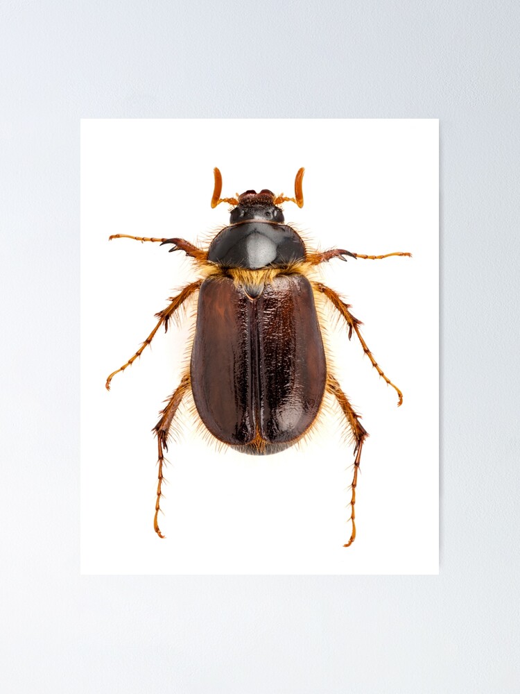 Cockchafer Or June Beetle Amphimallon Solstitialis Species Isolated On White Background 4743