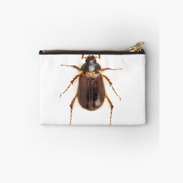 Item preview,  Cockchafer or june beetle "Amphimallon solstitialis" species isolated on white background designed and sold by paulrommer.