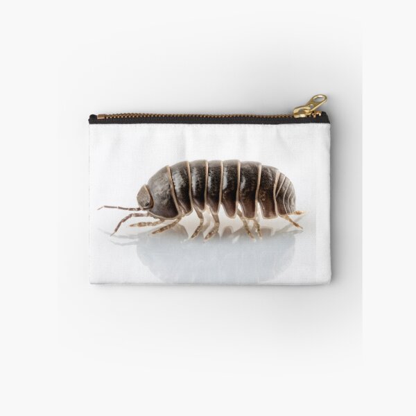 Item preview, Pill-bug armadillidium vulgare species isolated on white background designed and sold by paulrommer.