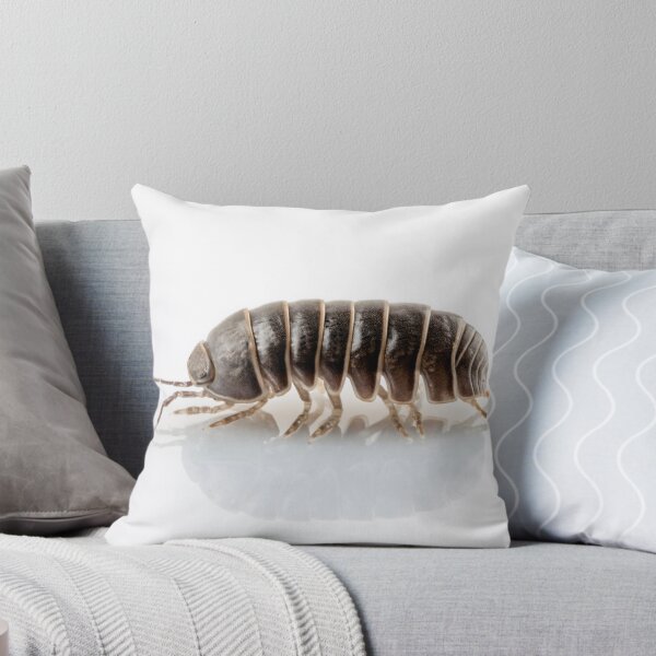 Item preview, Pill-bug armadillidium vulgare species isolated on white background designed and sold by paulrommer.