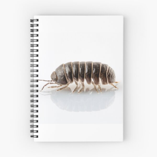 Item preview, Pill-bug armadillidium vulgare species isolated on white background designed and sold by paulrommer.