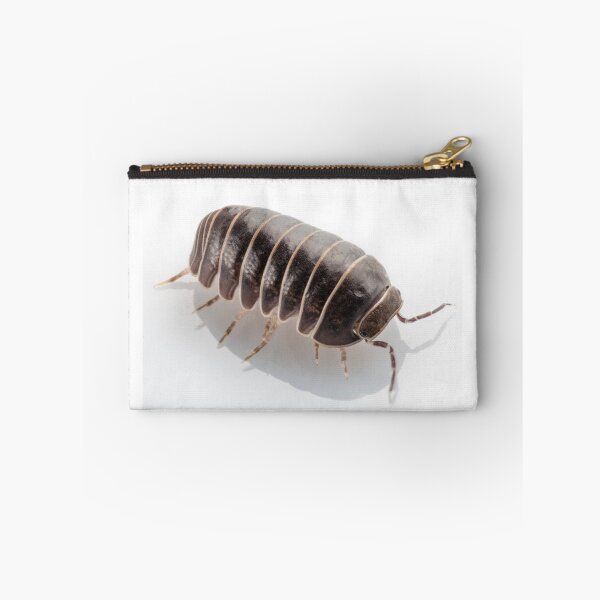 Item preview, Pill-bug armadillidium vulgare species isolated on white background designed and sold by paulrommer.