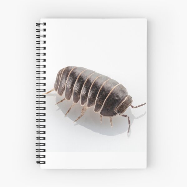 Item preview, Pill-bug armadillidium vulgare species isolated on white background designed and sold by paulrommer.