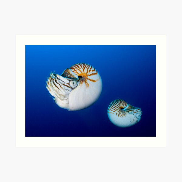 Nautilus Art Print