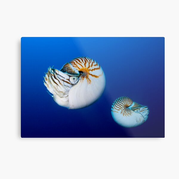 Nautilus Metal Print