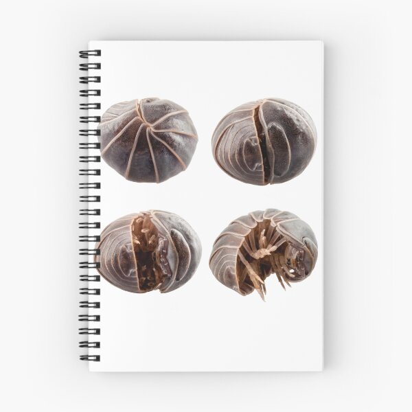 Item preview, Pill-bug armadillidium vulgare species opening,  isolated on white background designed and sold by paulrommer.
