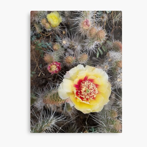 Cactus rose in the Arizona desert. Metal Print