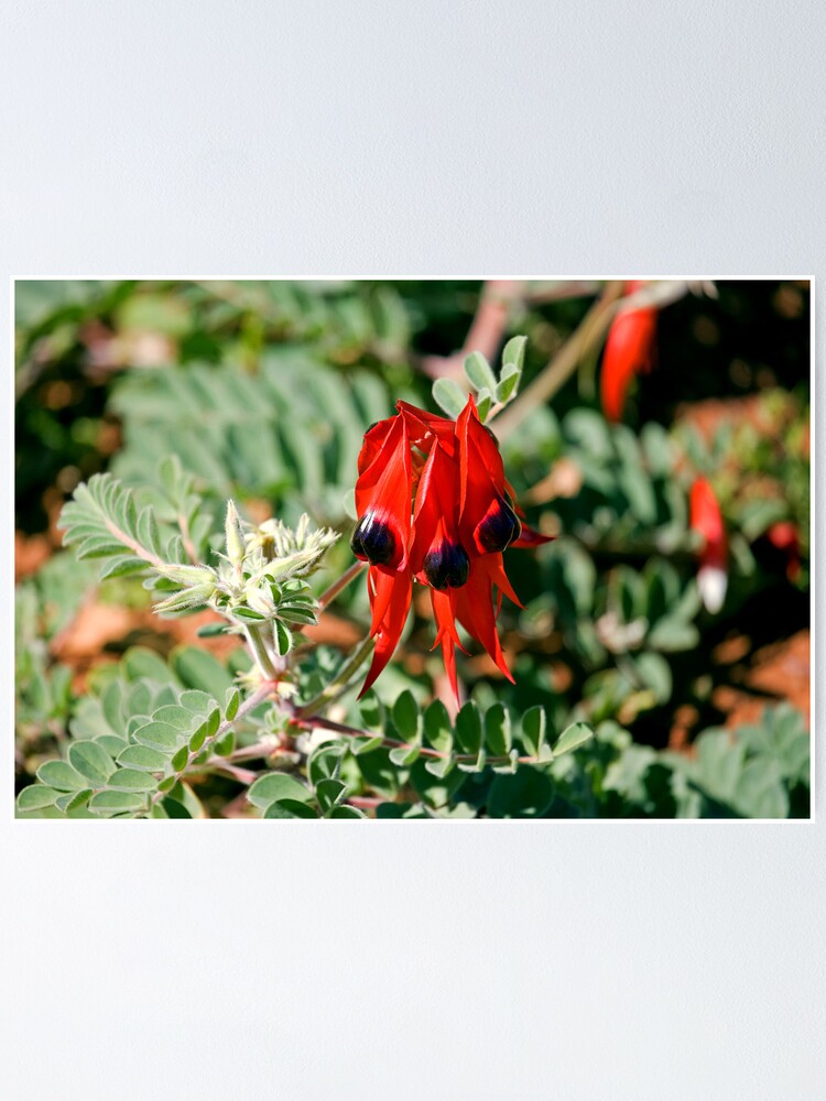Alternate view of Sturt Desert Pea Poster