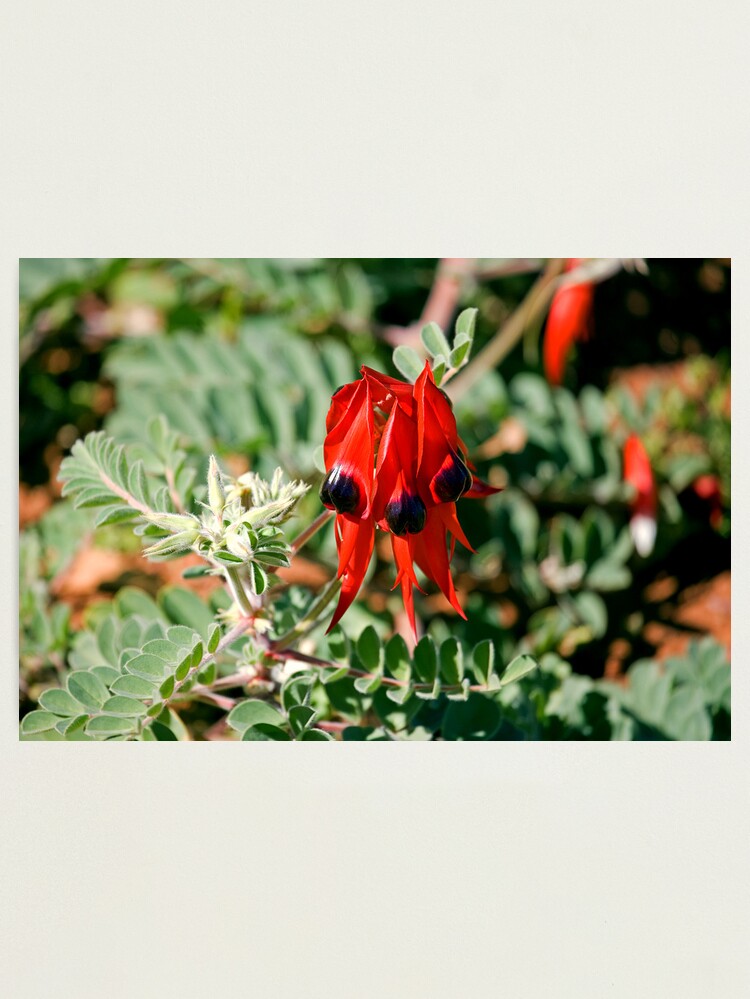 Alternate view of Sturt Desert Pea Photographic Print