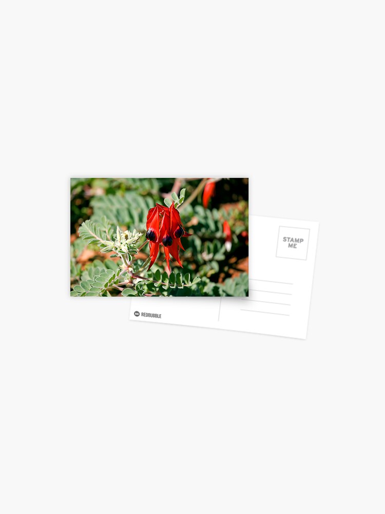 Thumbnail 1 of 2, Postcard, Sturt Desert Pea designed and sold by RICHARDW.