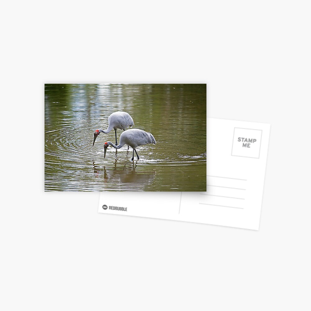 Brolgas Feeding Postcard