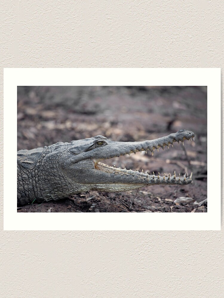 Alternate view of Johnstone River Crocodile Art Print