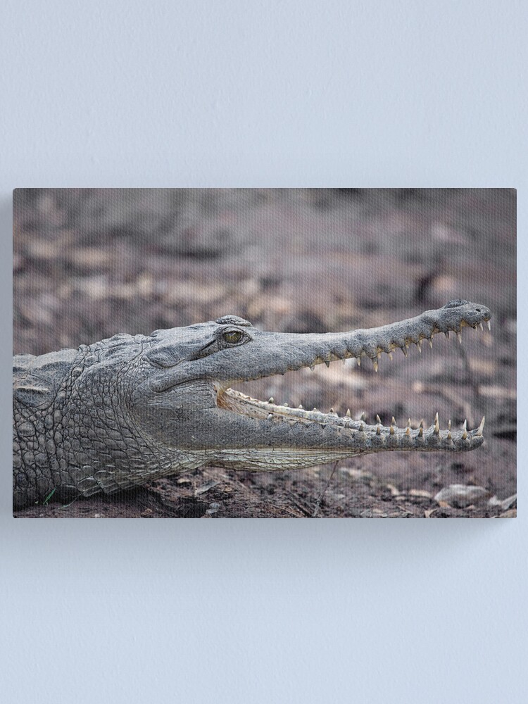 Alternate view of Johnstone River Crocodile Canvas Print