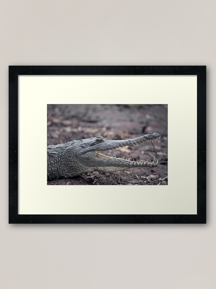 Alternate view of Johnstone River Crocodile Framed Art Print