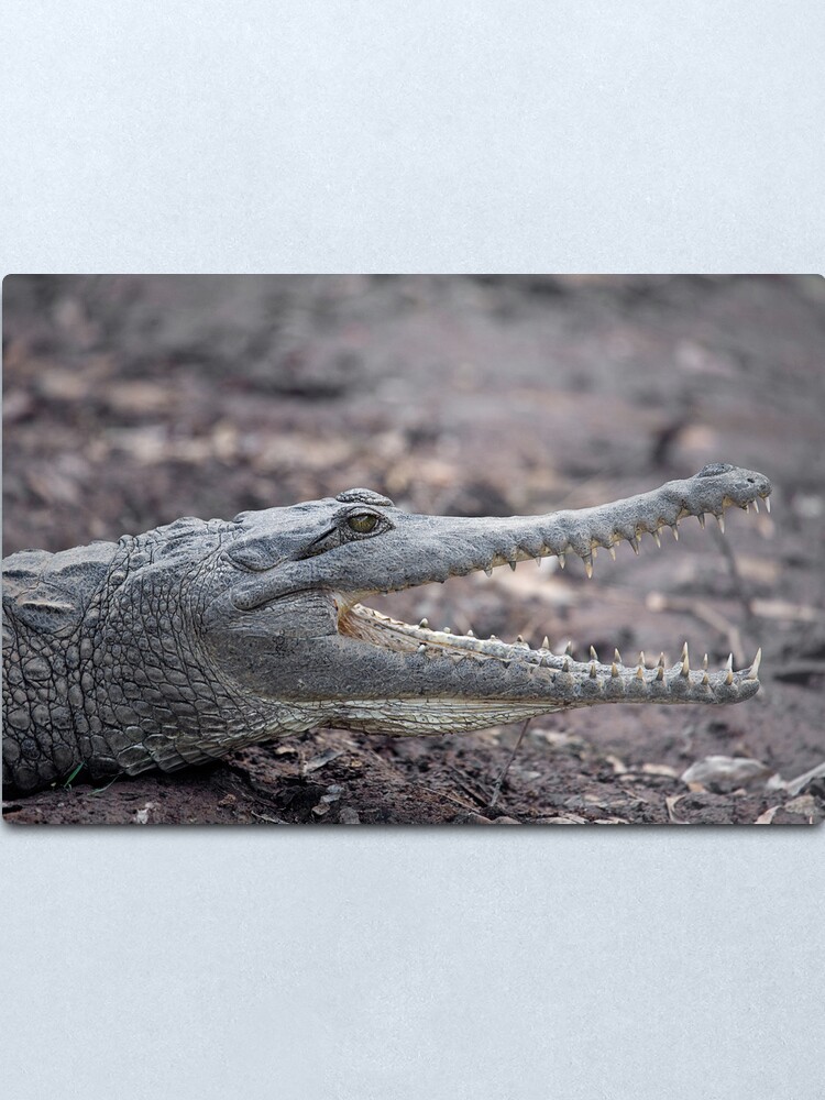 Alternate view of Johnstone River Crocodile Metal Print