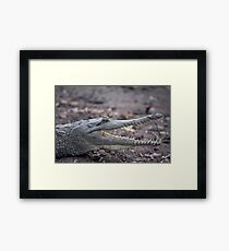 Johnstone River Crocodile Framed Print