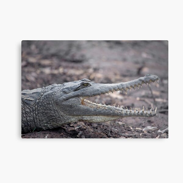 Johnstone River Crocodile Metal Print