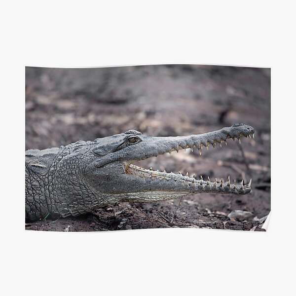 Johnstone River Crocodile Poster