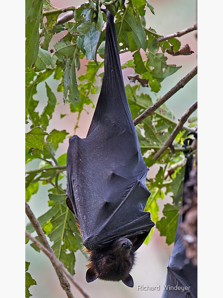 Thumbnail 2 of 2, Postcard, Flying Fox designed and sold by RICHARDW.