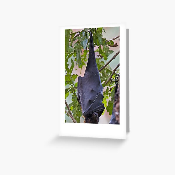 Flying Fox Greeting Card