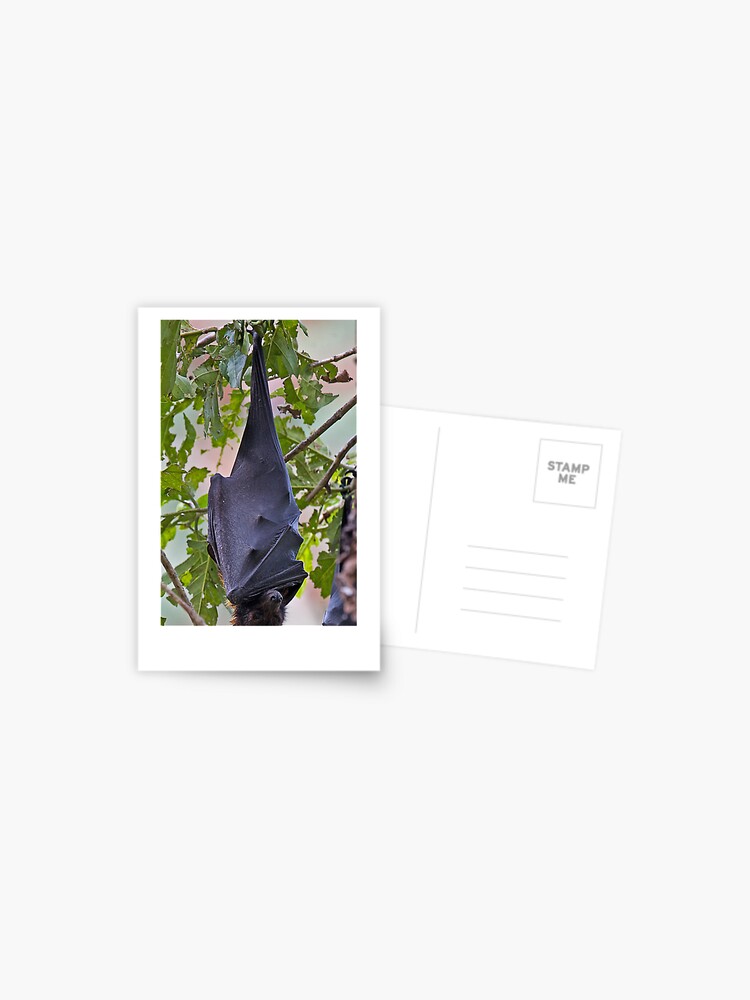 Thumbnail 1 of 2, Postcard, Flying Fox designed and sold by RICHARDW.