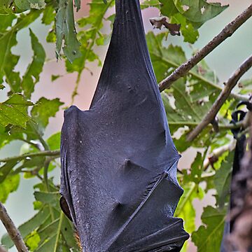Artwork thumbnail, Flying Fox by Richard Windeyer