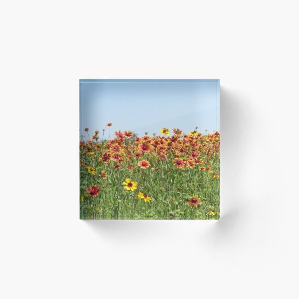 Indian Blanket Wildflowers in a Texas field. Acrylic Block