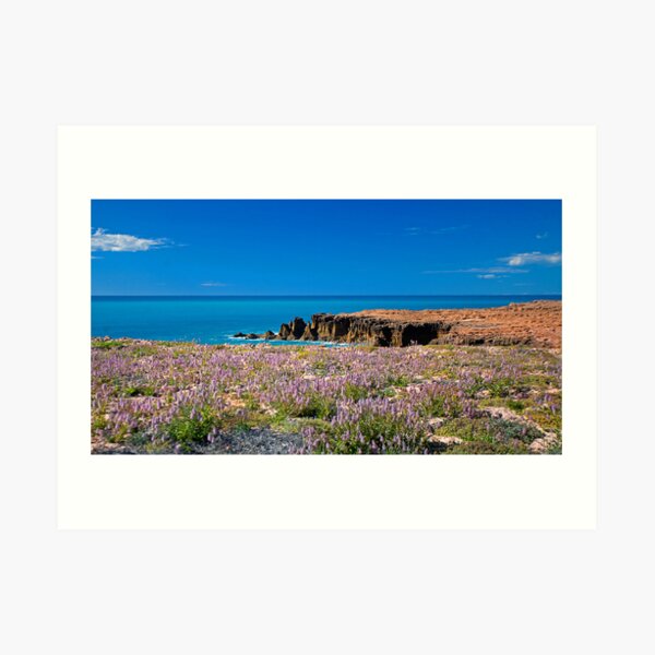 Mulla Mulla by the Sea Art Print