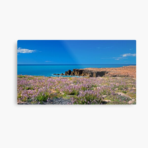 Mulla Mulla by the Sea Metal Print