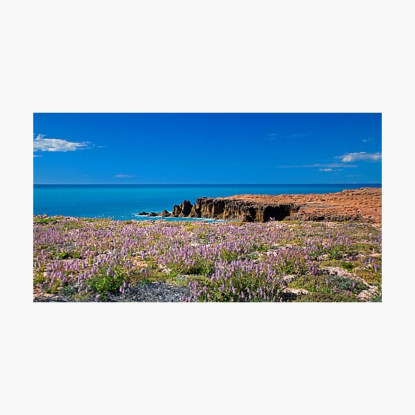 Mulla Mulla by the Sea Photographic Print