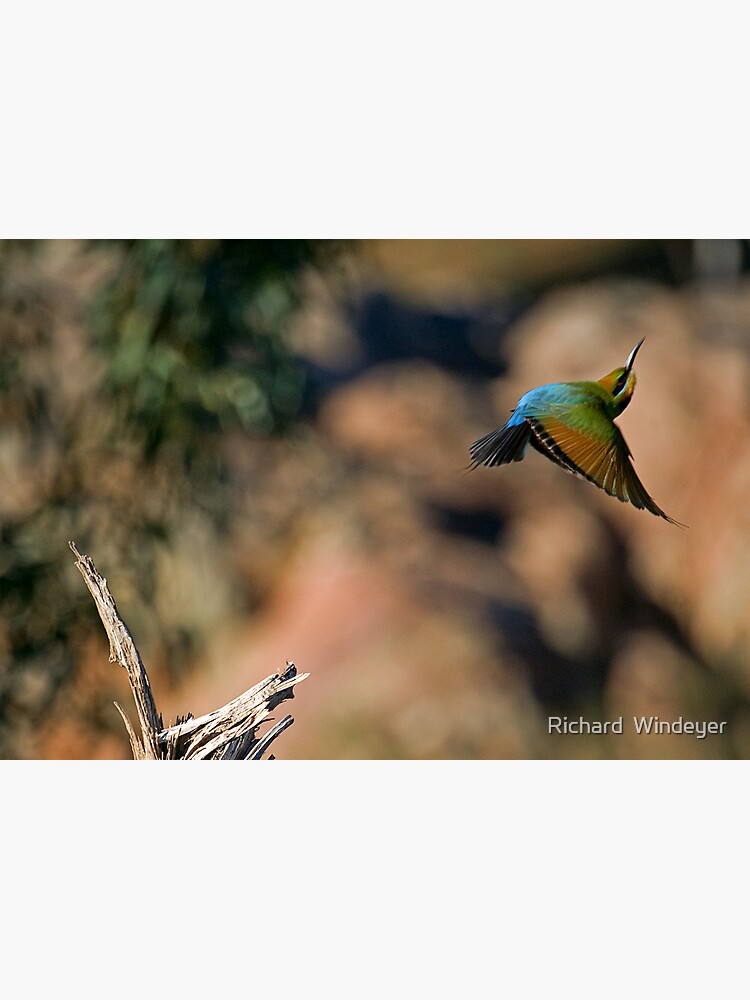 Thumbnail 3 of 3, Photographic Print, #28/72 Rainbow Bee Eater designed and sold by Richard  Windeyer.
