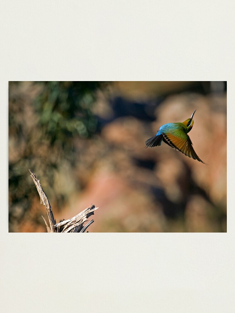 Photographic Print, #28/72 Rainbow Bee Eater designed and sold by Richard  Windeyer