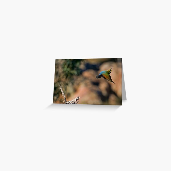 #28/72 Rainbow Bee Eater Greeting Card