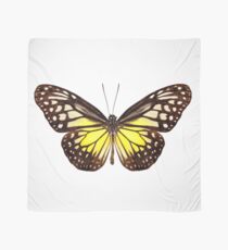Butterfly species Parantica aspasia common name "Yellow Glassy Tiger" Scarf