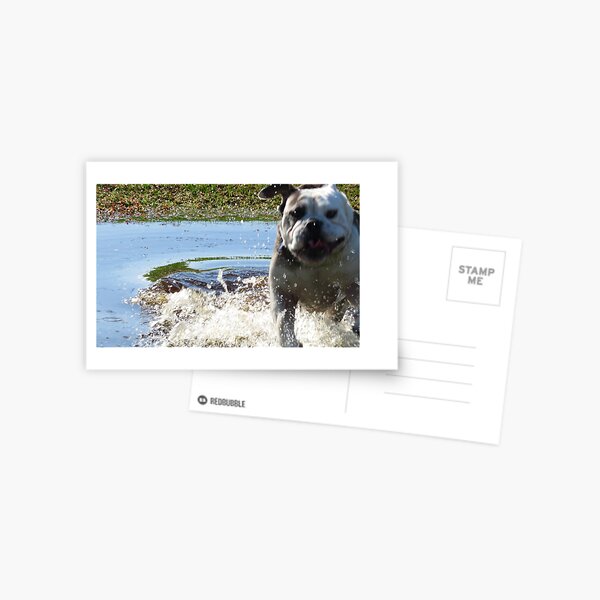 Excited Bulldog in the Water Postcard