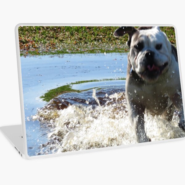 Excited Bulldog in the Water Laptop Skin
